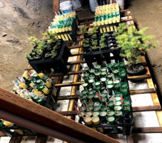 plants on a pallet in an underground mine